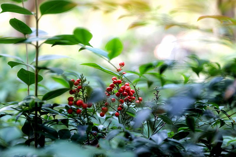 9N1A2188_副本.jpg 9N1A2188_副本.jpg